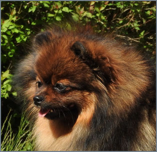 Noble pomeranians sales